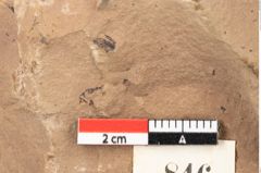 Foto (Detailsansicht) von Quercus palaeoilex Ettingshausen (NHMW-GEO-2024-0188-0846)